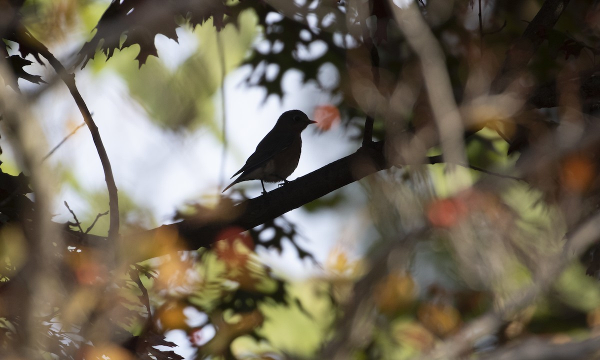 Блакитник східний - ML644836425