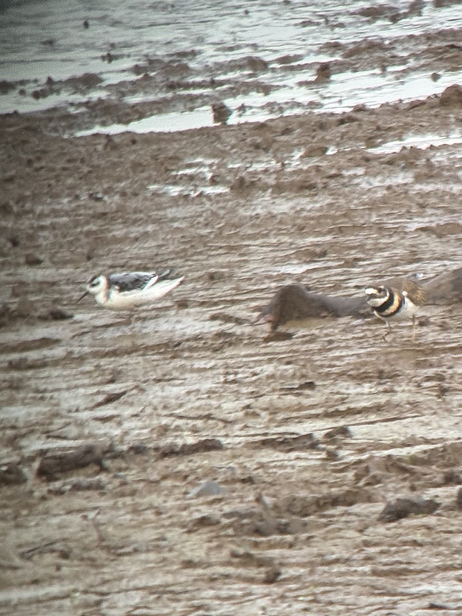 灰瓣足鷸 - ML644836446