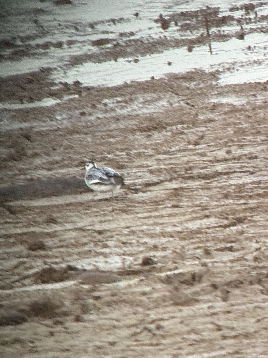 灰瓣足鷸 - ML644836447