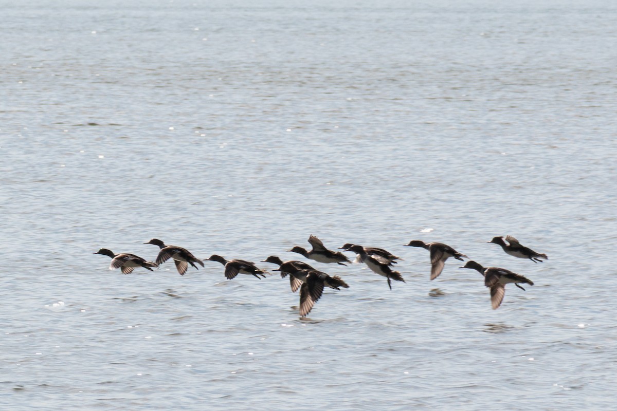 Red-breasted Merganser - ML644836455