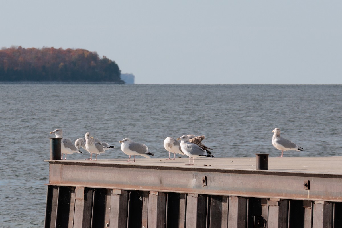 Goéland hudsonien - ML644836457