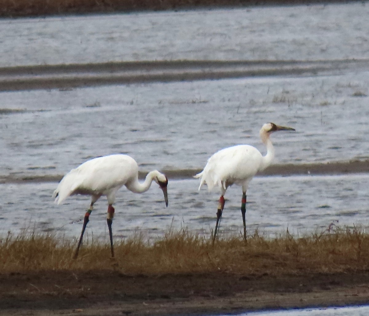 Whooping Crane - ML644836458
