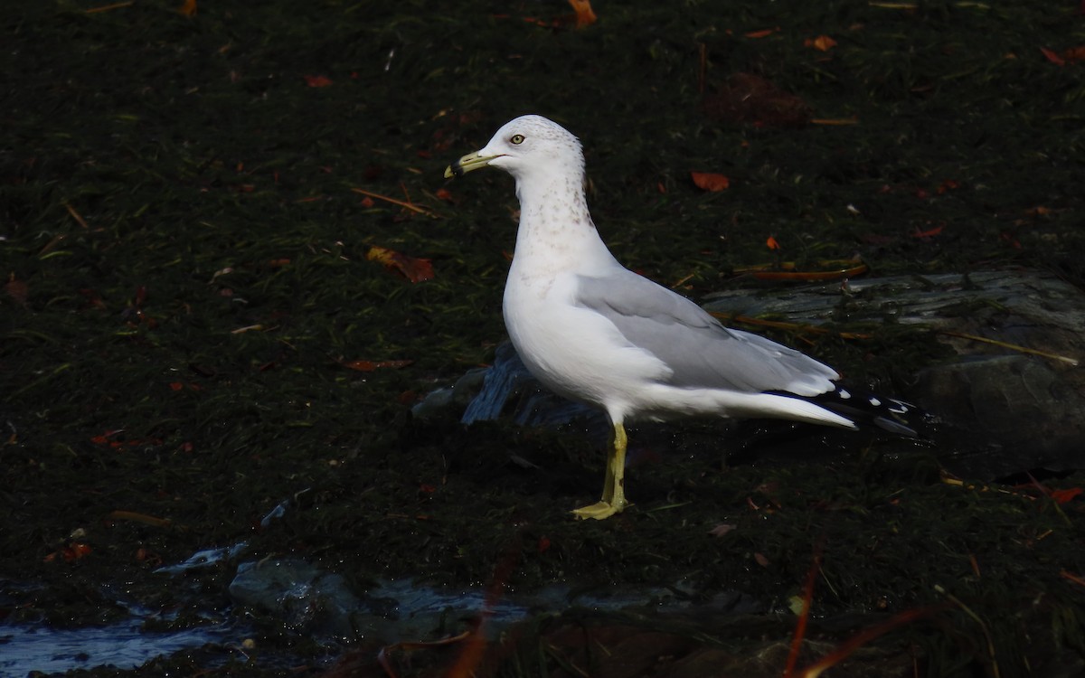 Ring-billed Gull - ML644836461