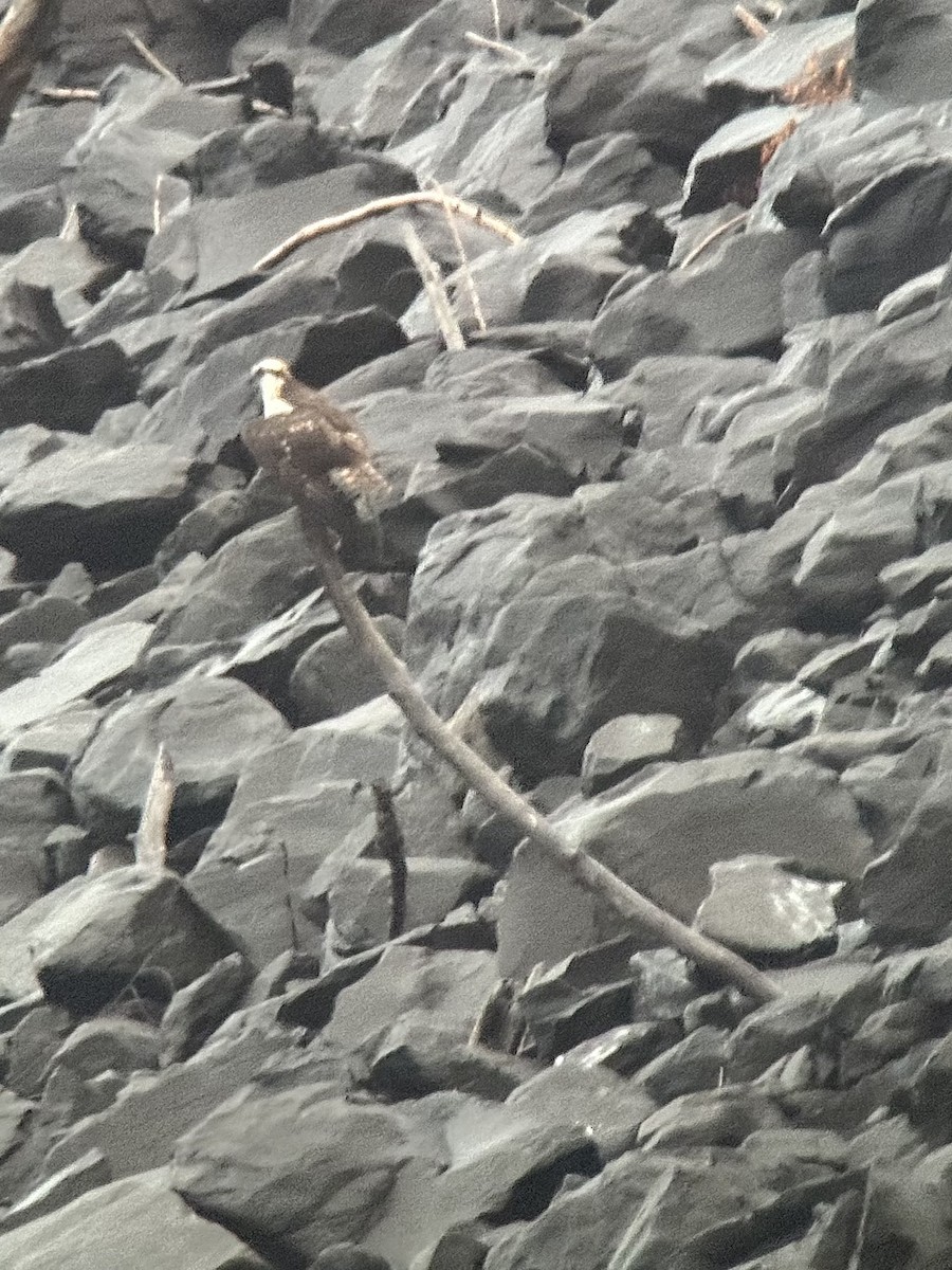 魚鷹(carolinensis) - ML644836462