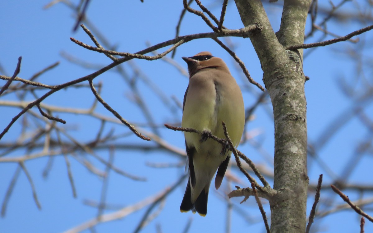 Cedar Waxwing - ML644836477