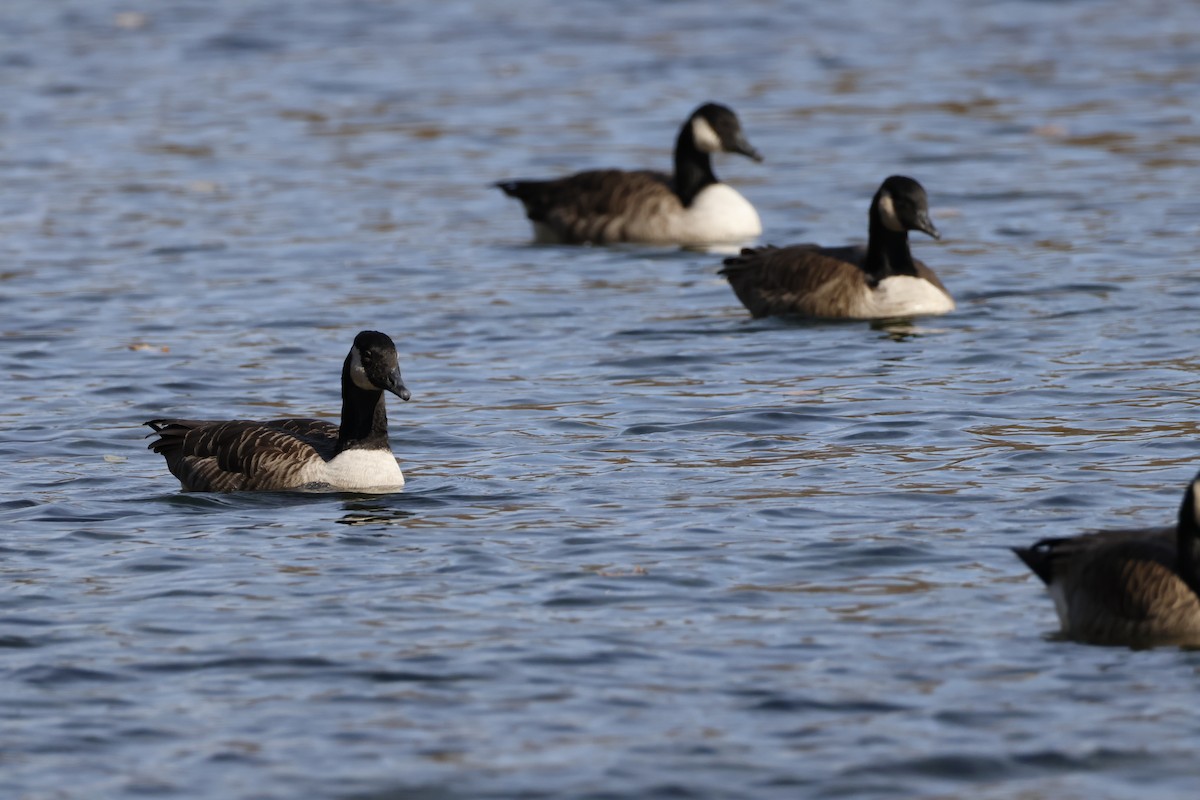 Canada Goose - ML644836496