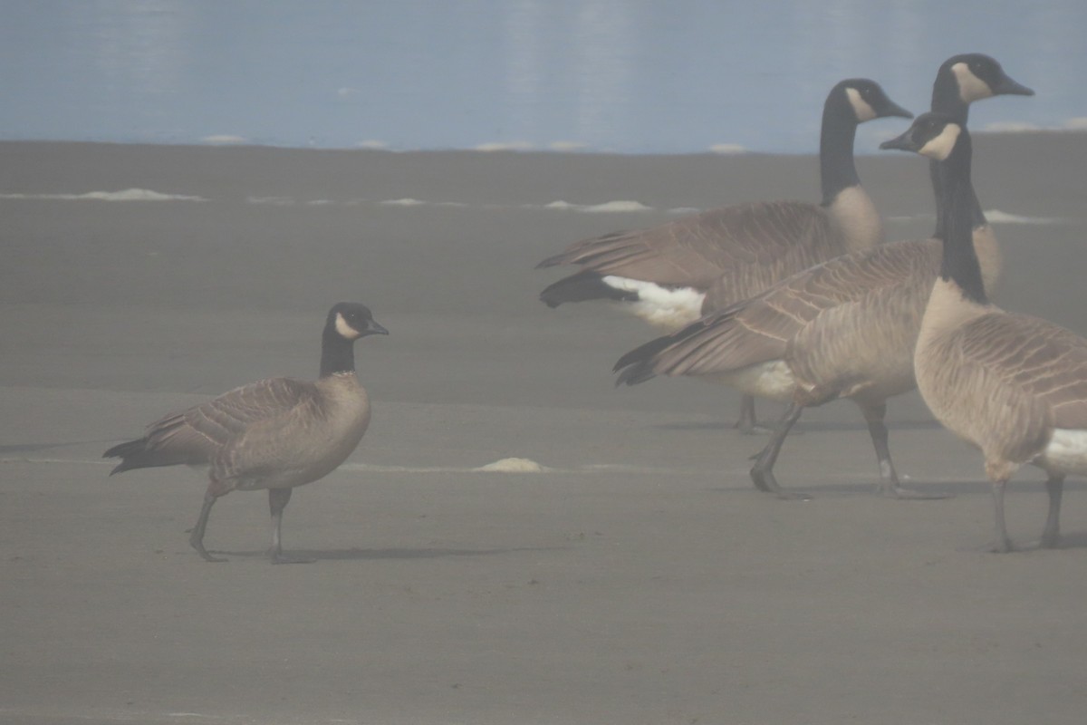 Cackling Goose (minima) - ML644836506