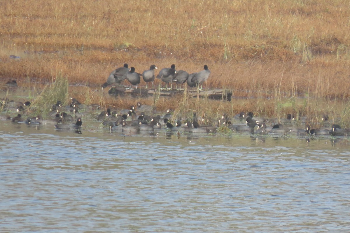 American Coot - ML644836523