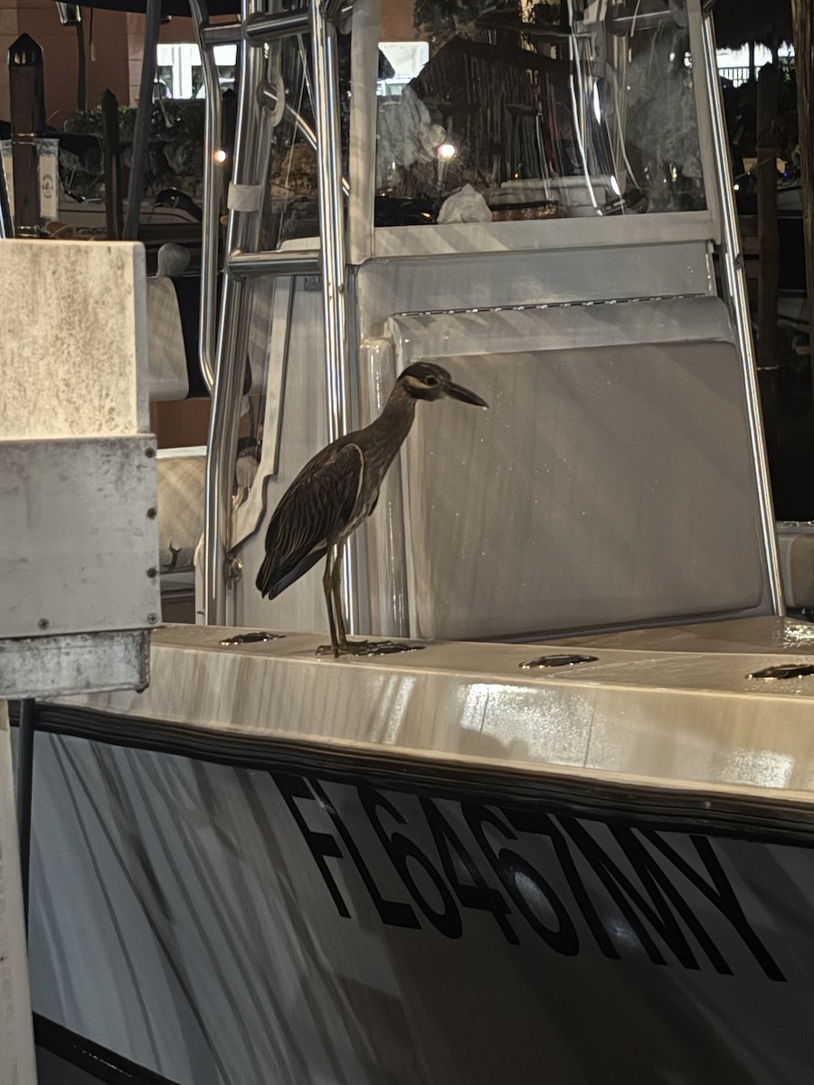 kvakoš žlutočelý - ML644836530