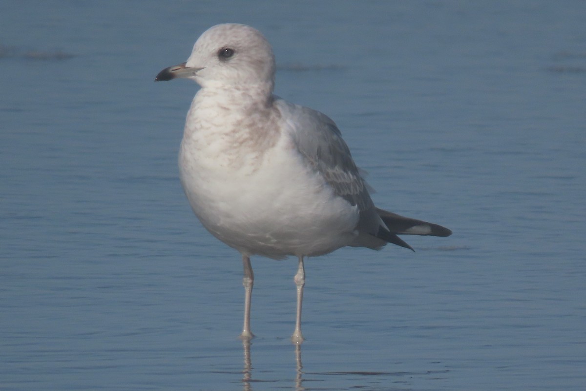 Short-billed Gull - ML644836541