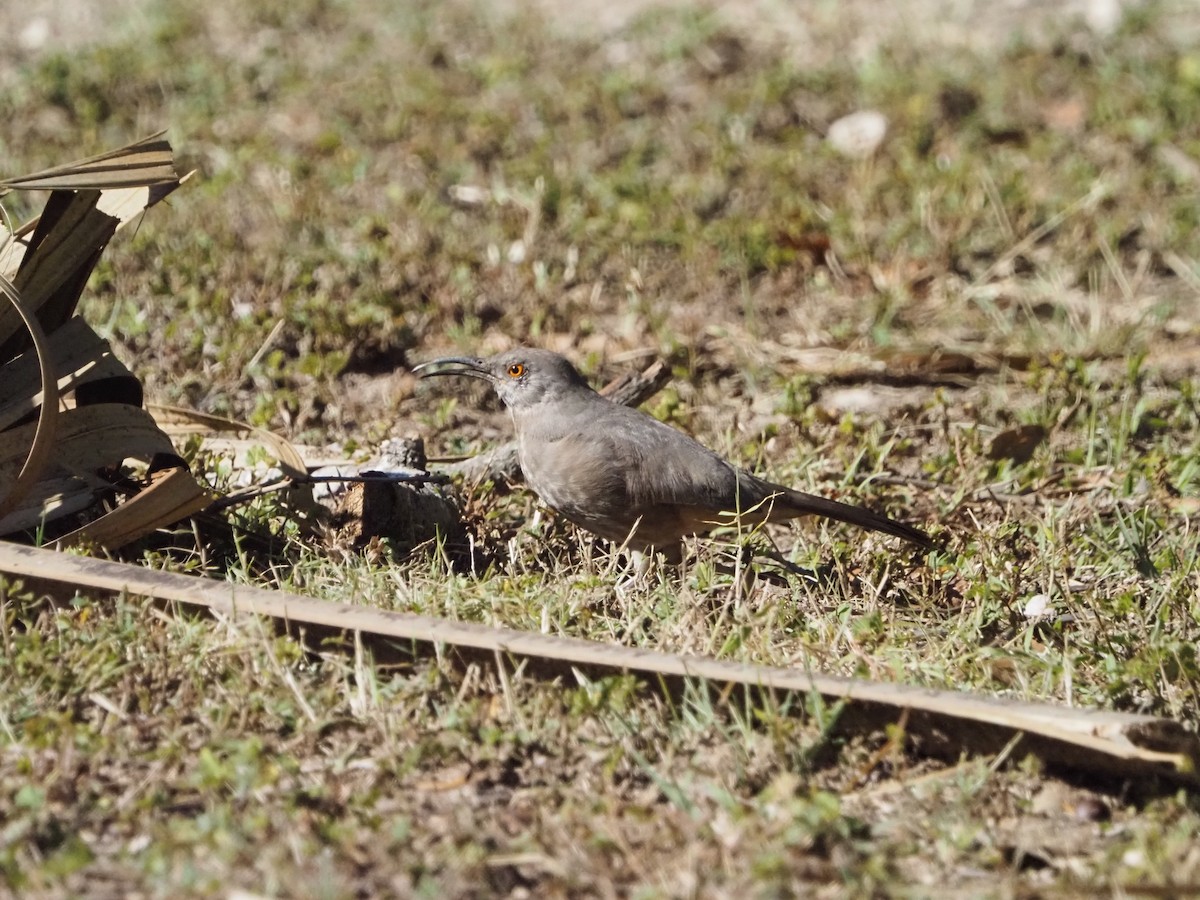 Curve-billed Thrasher - ML644836550