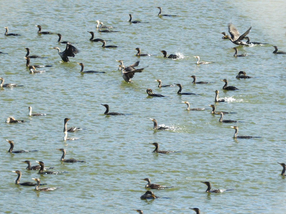 Ubarroi belarriduna - ML644836551