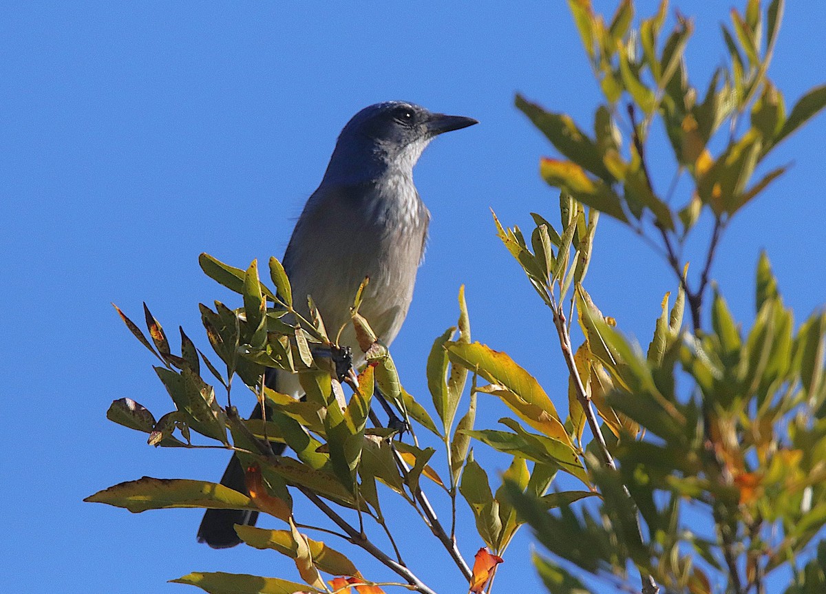 Woodhouse's Scrub-Jay - ML644836552