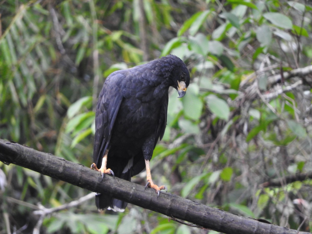 Great Black Hawk - ML644836554