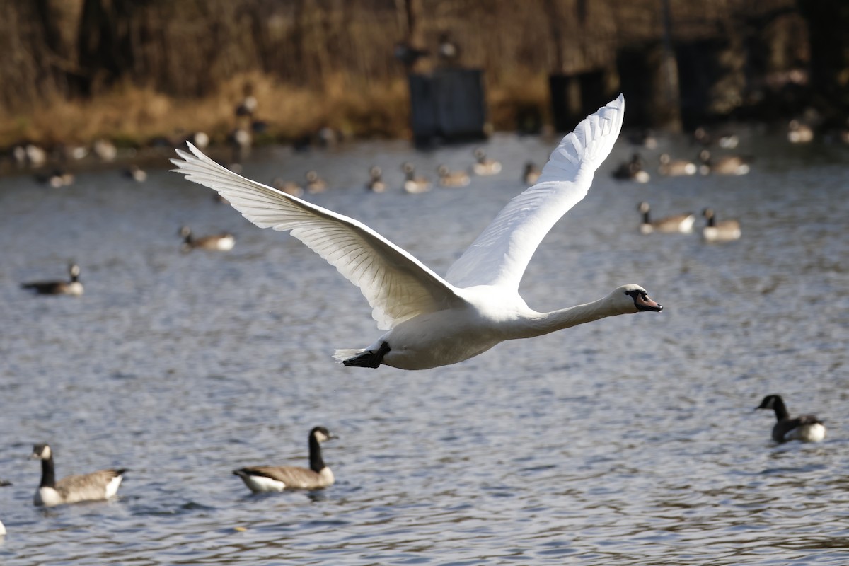 Beltxarga arrunta - ML644836555