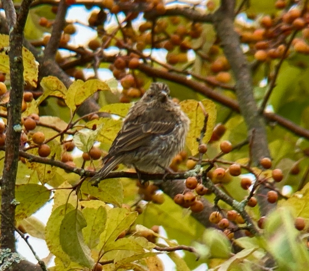 Purple Finch - ML644836556