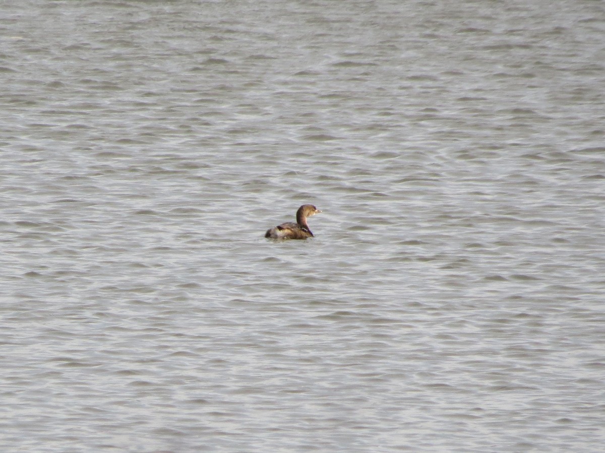 Txilinporta mokolodia - ML644836557