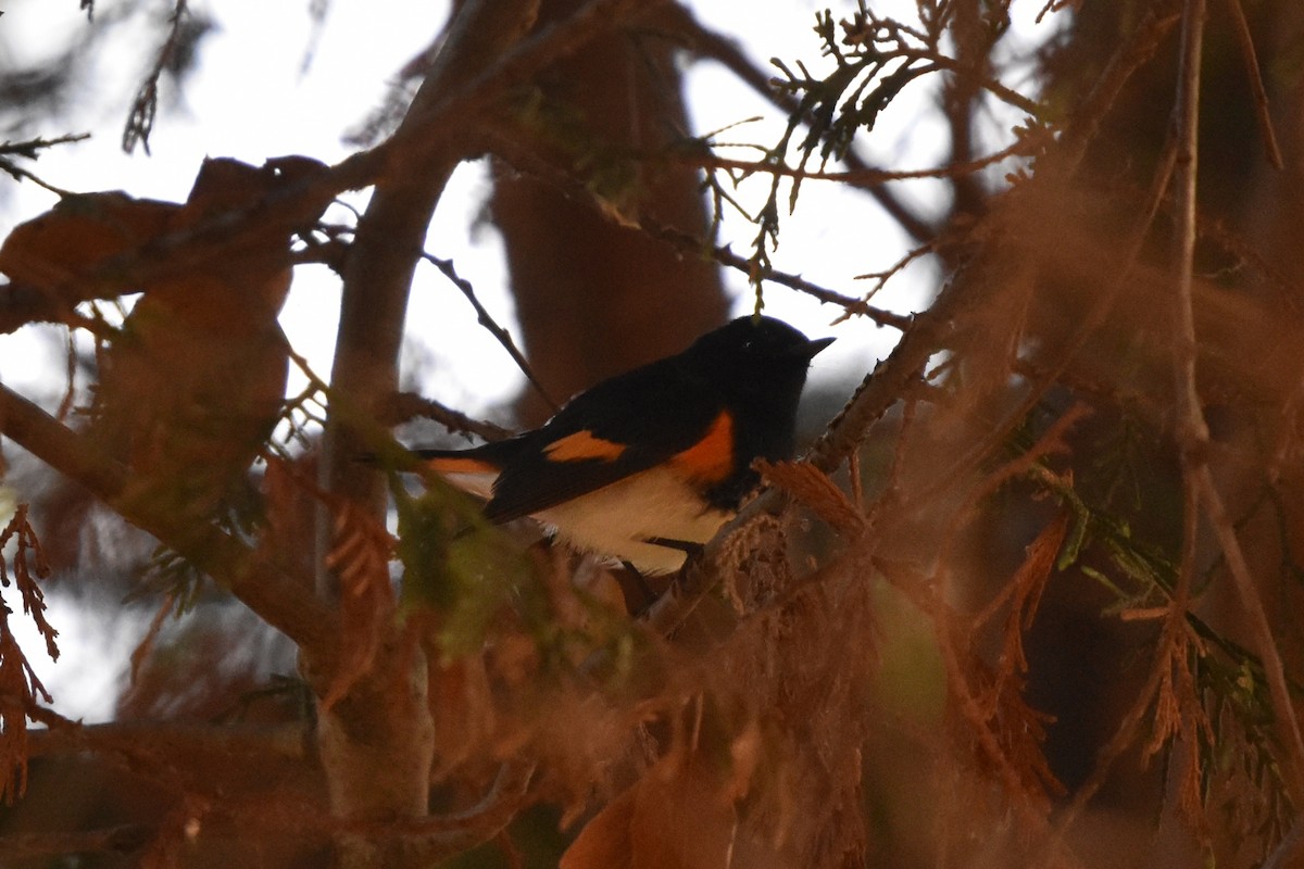 American Redstart - ML644836561