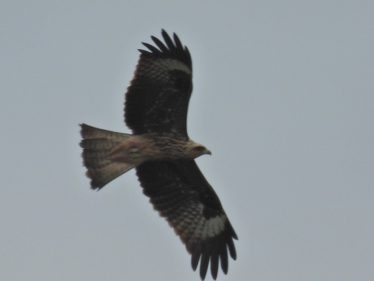 Miru beltza - ML644836565