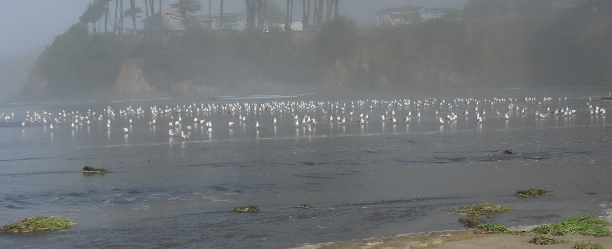 Kaio kaliforniarra - ML644836566