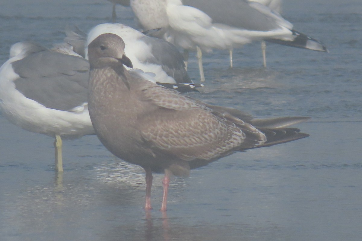 Kaio hegalzuria (thayeri) - ML644836567