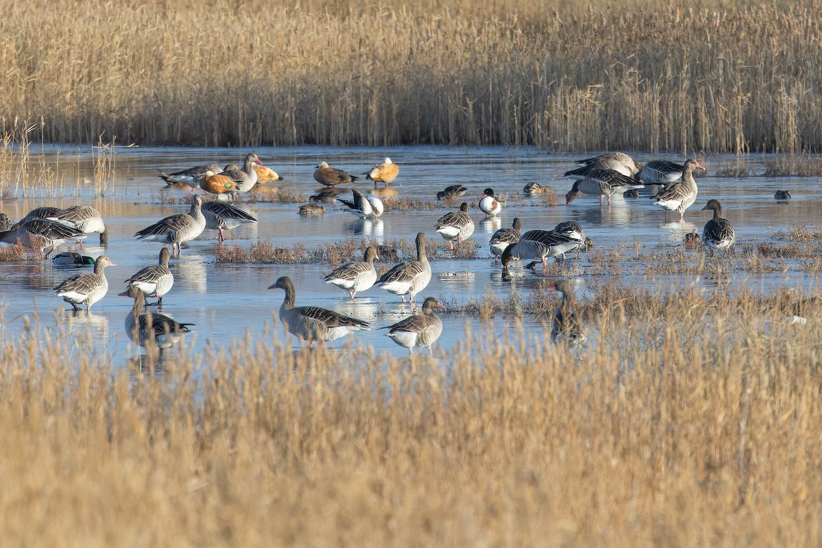 Antzara hankagorrizta (siberiarra) - ML644836568