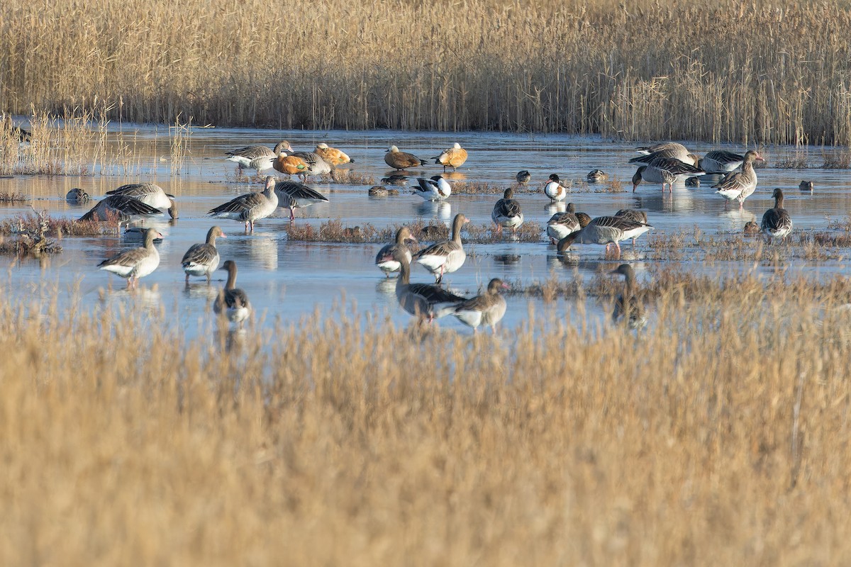 Antzara hankagorrizta (siberiarra) - ML644836569