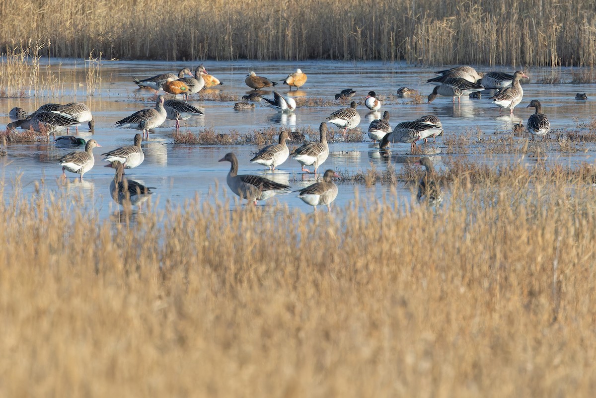 Antzara hankagorrizta (siberiarra) - ML644836570