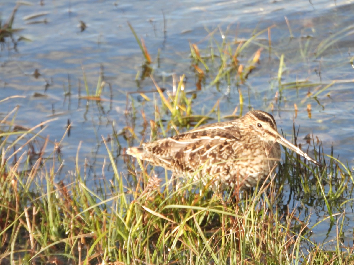 Wilson istingorra - ML644836571