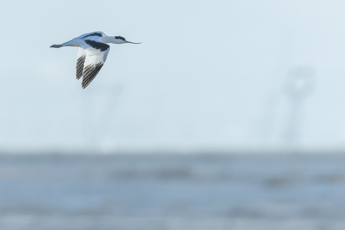 Abozeta kaskabeltza - ML644836574