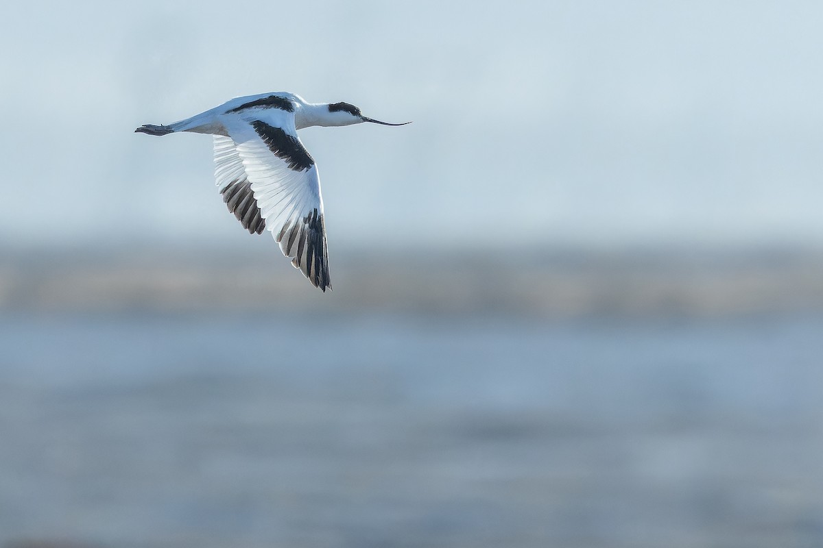 Abozeta kaskabeltza - ML644836575