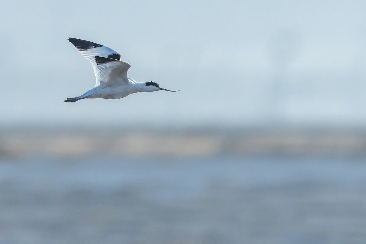 Abozeta kaskabeltza - ML644836576