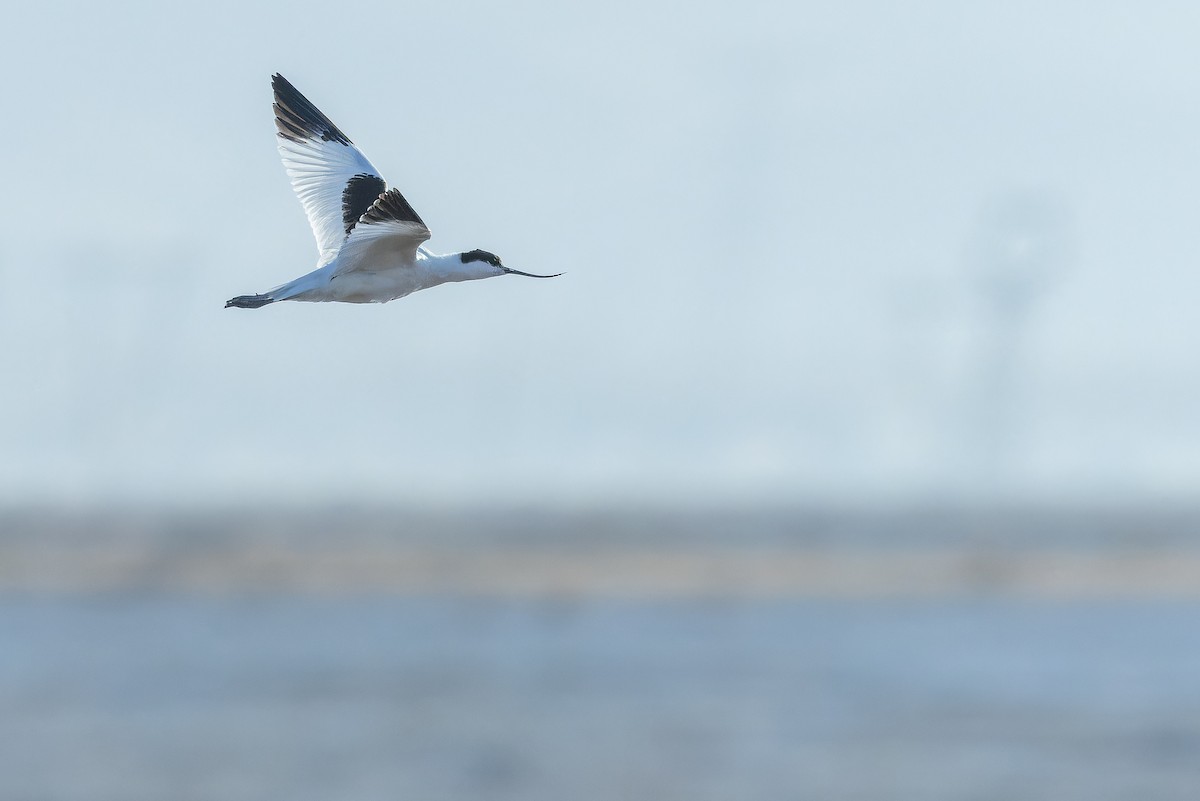 Abozeta kaskabeltza - ML644836577