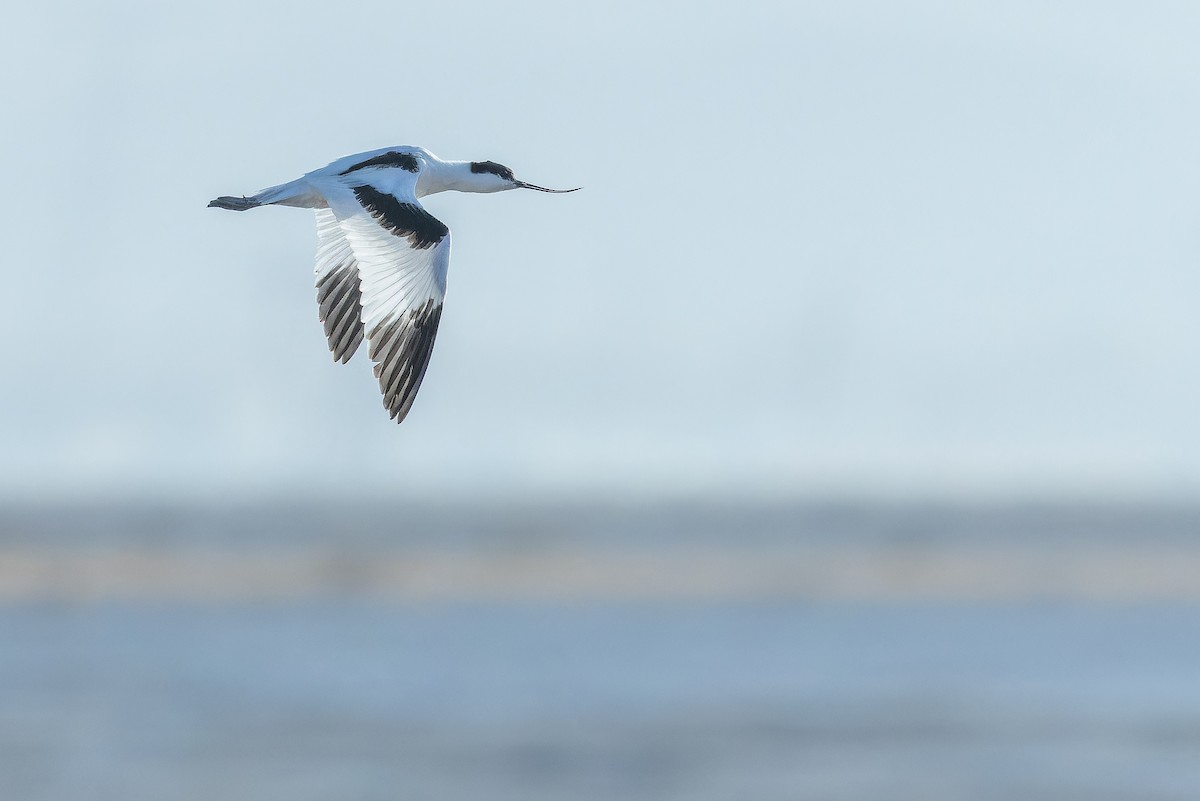 Abozeta kaskabeltza - ML644836578