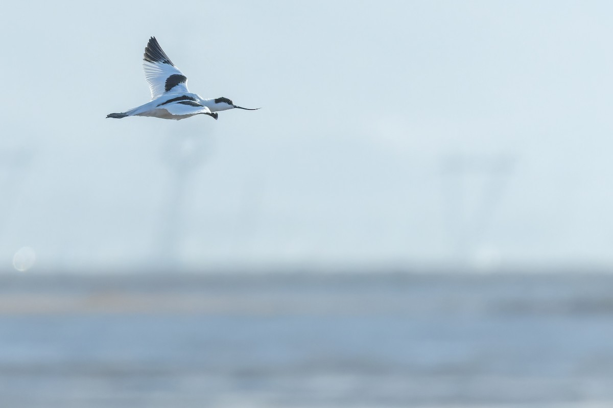 Abozeta kaskabeltza - ML644836579