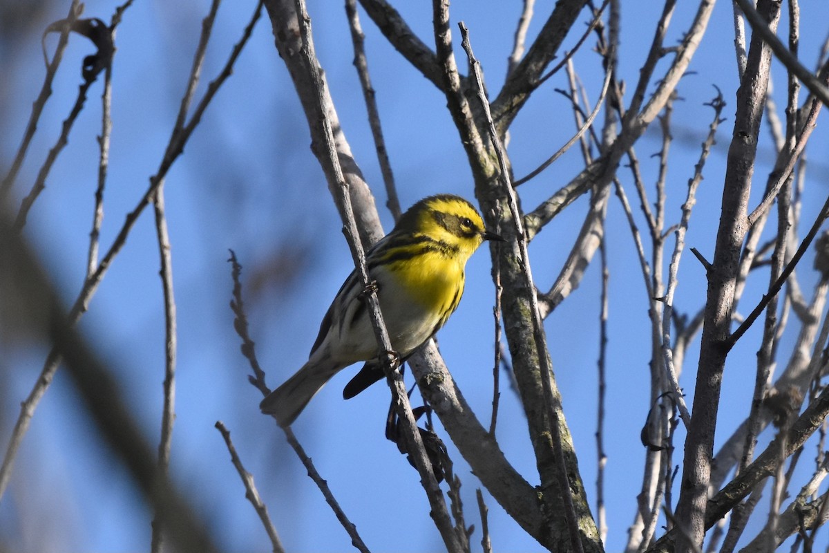 Townsend's Warbler - ML644836580