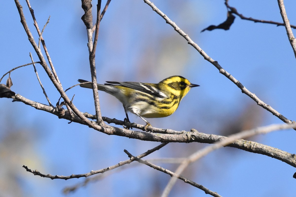 Townsend's Warbler - ML644836581