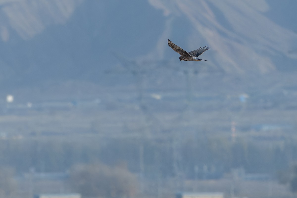 Mirotz zuri eurasiarra - ML644836584