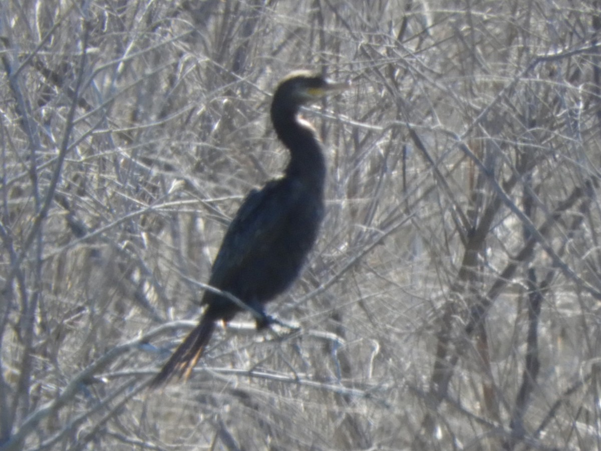Neotropic Cormorant - ML644836585