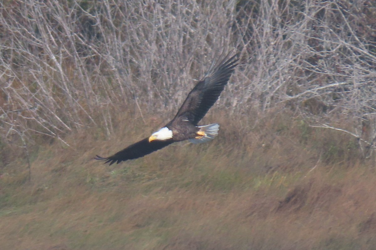 Bald Eagle - ML644836589