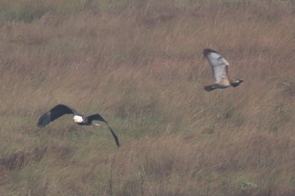 Bald Eagle - ML644836591