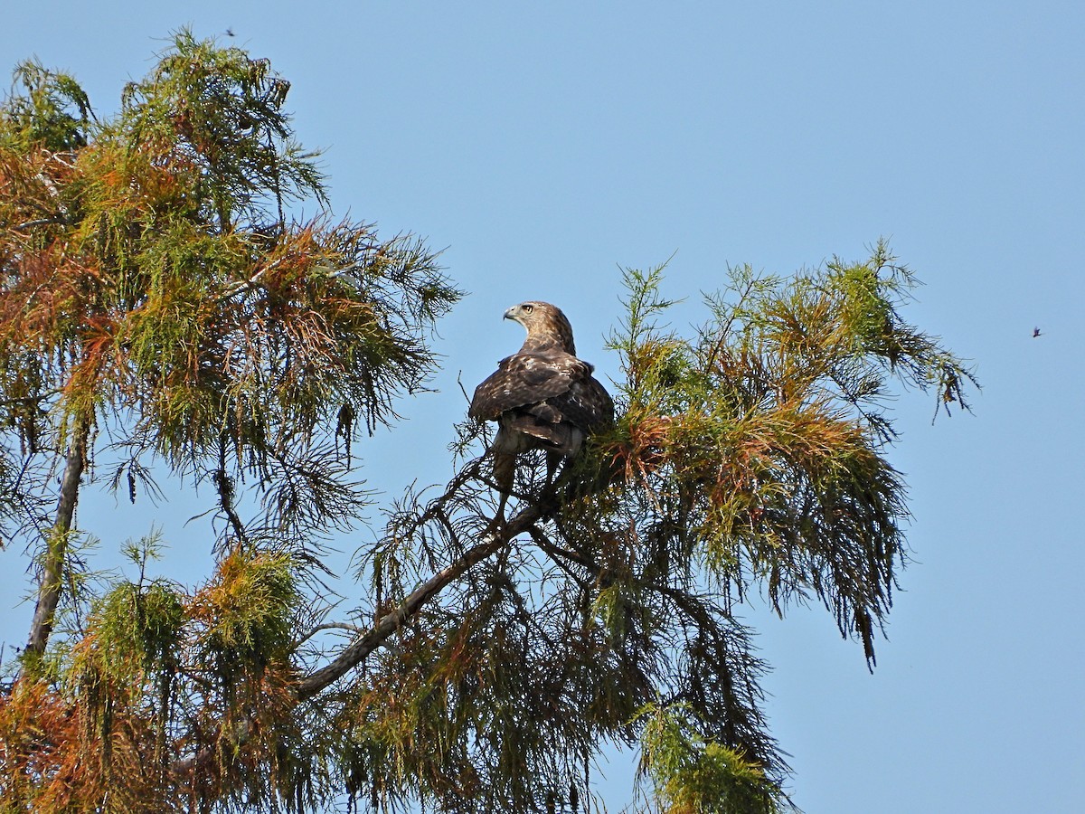 Red-tailed Hawk - ML644836614