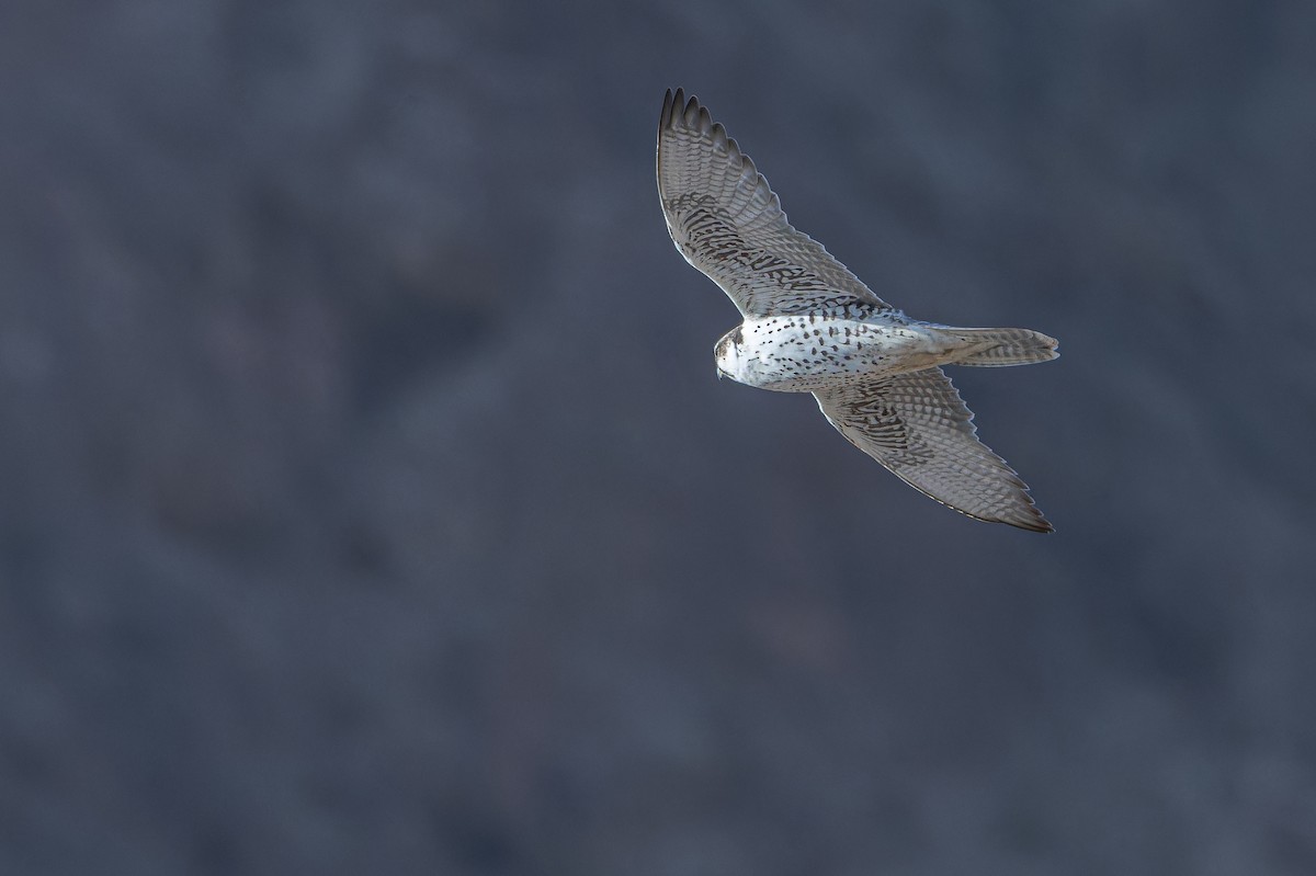 Sakre belatza - ML644836652