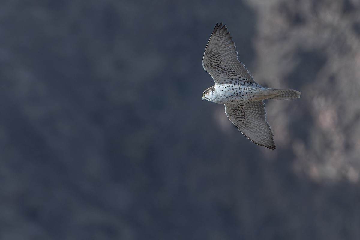 Sakre belatza - ML644836653