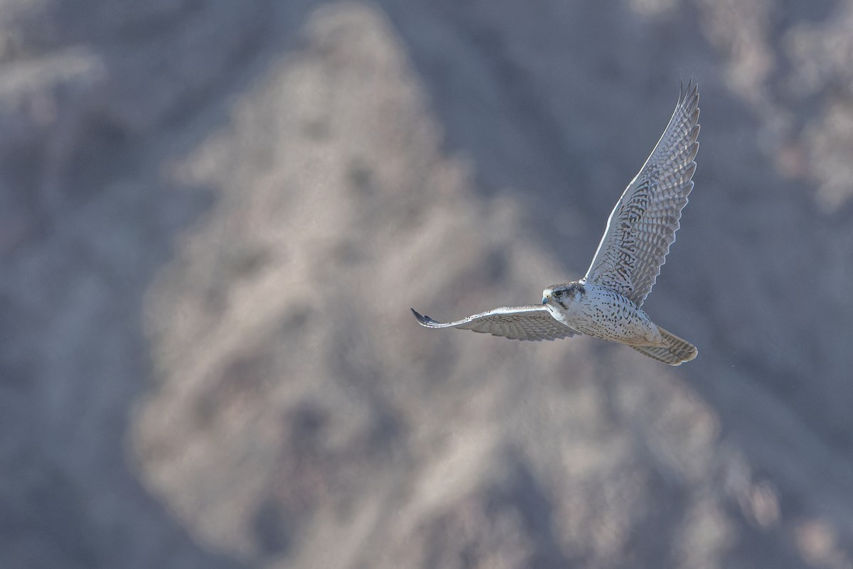 Sakre belatza - ML644836654