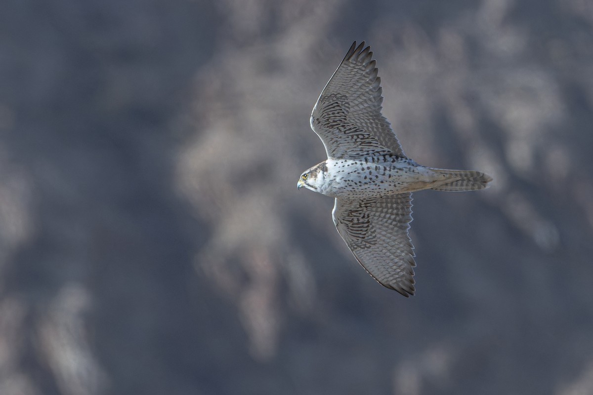 Sakre belatza - ML644836656