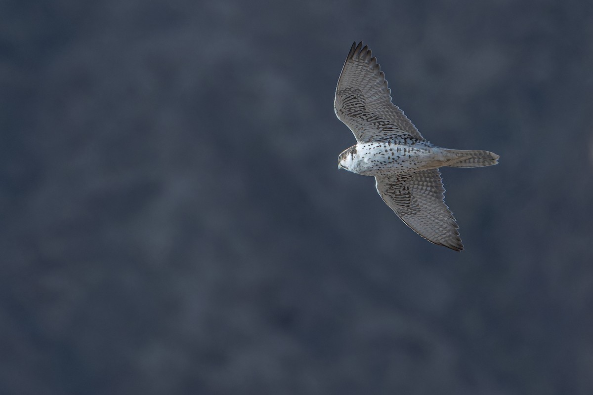 Sakre belatza - ML644836658