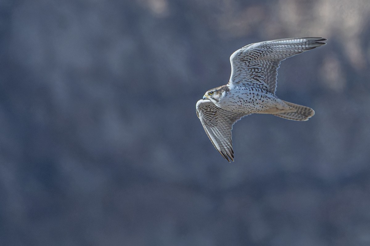 Sakre belatza - ML644836659