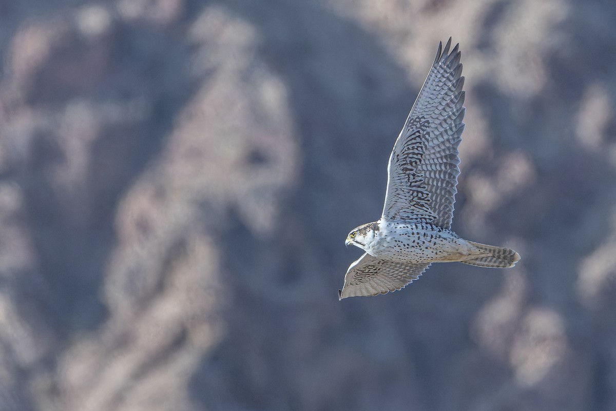 Sakre belatza - ML644836662