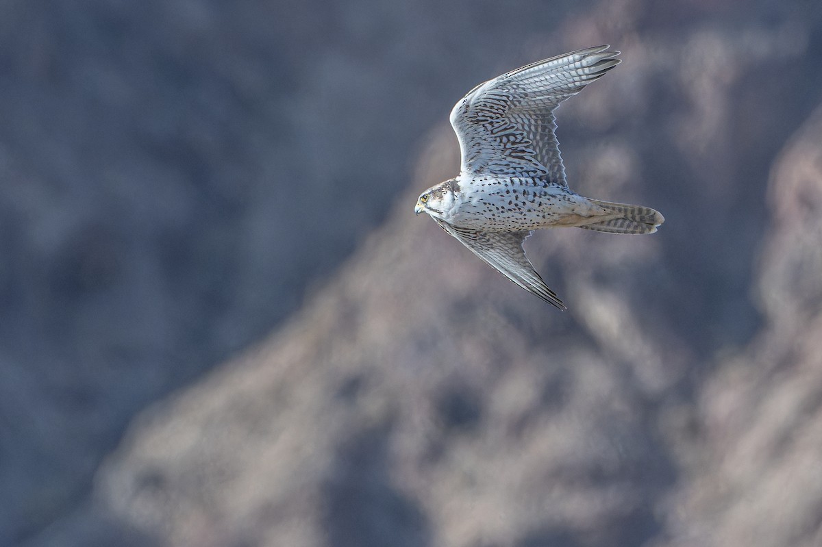 Sakre belatza - ML644836663